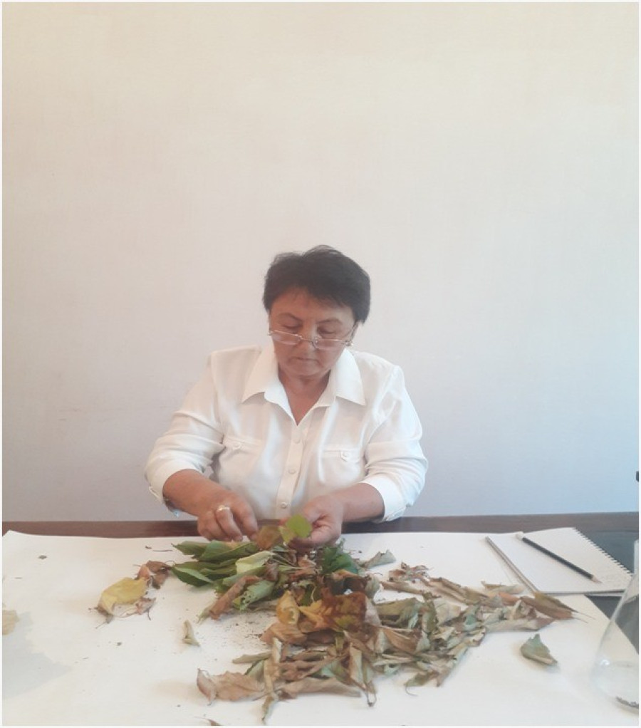 <b>"Integrated methods of control against the colorado potato beetle in the conditions of southern Kyrgyzstan"</b> Project Leader: G.I. Zhusupbaeva
