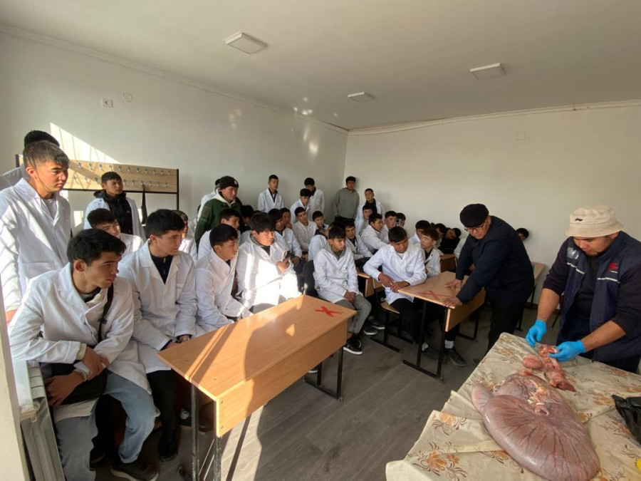 Анатомия
сабагынан “Ургаачы малдын көбөйүү органынын түзүлүшү” деген темада практикалык
сабак өтулдү...