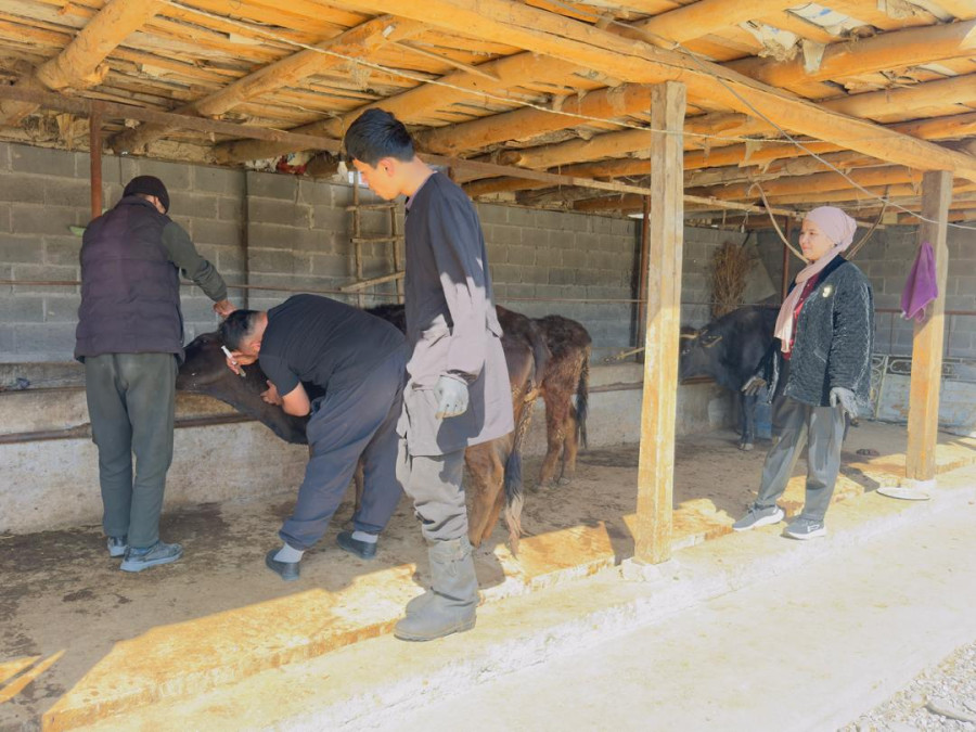 Ветеринария адистигинин студенттери үчүн мастер класс өткөрүлдү
