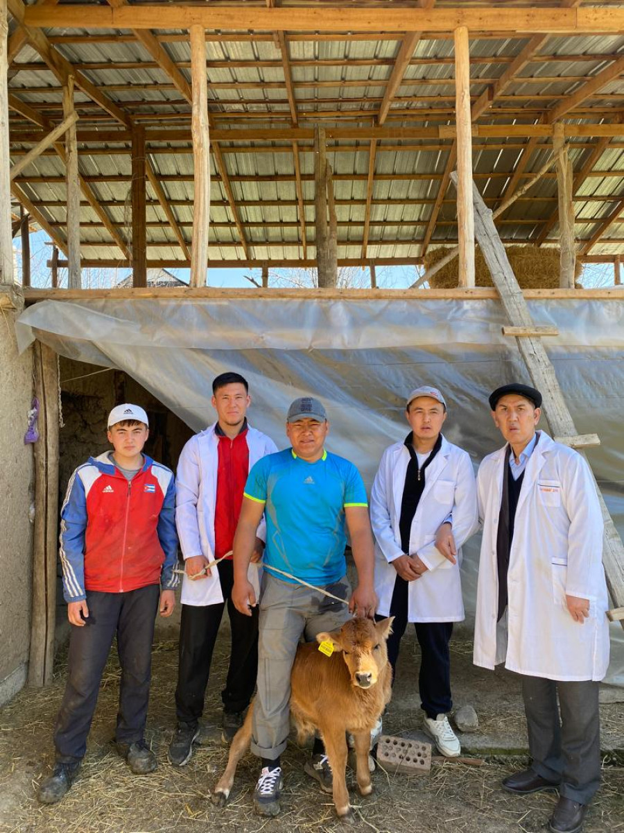 Мастер-класс: Малдардан бруцеллезго анализ алуу жана лабораторияга жөнөтүү