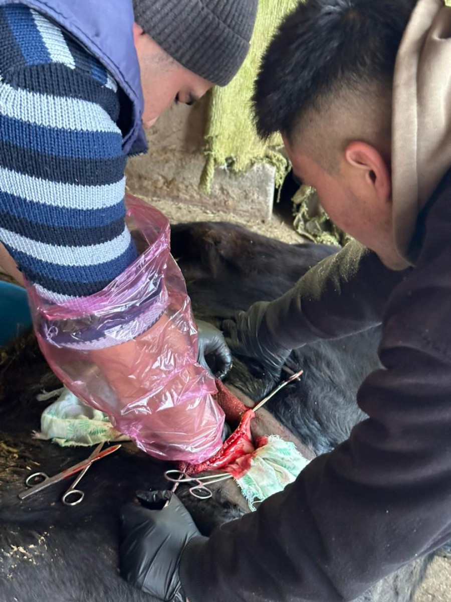 Ветеринардык медицина кафедрасынын В-1-21 тайпасынын студенти өндүрүштүк-врачтык практиканын алкагын...