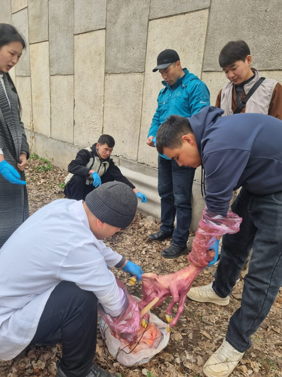 АТИнин Ветеринардык медицина кафедрасынын В-1-22 тайпасына «Акушерство жана гинекология» предметинен...