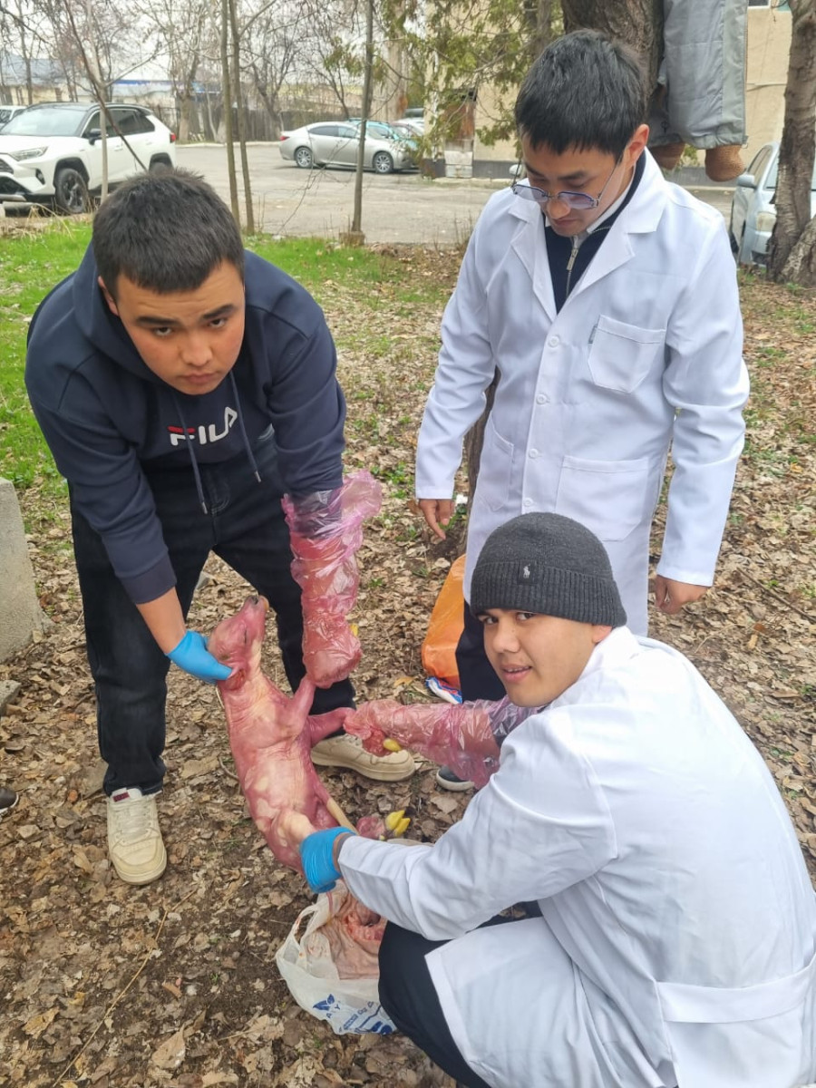 АТИнин Ветеринардык медицина кафедрасынын В-1-22 тайпасына «Жаныбарларды көбөйтүү биотехнологиясы» п...