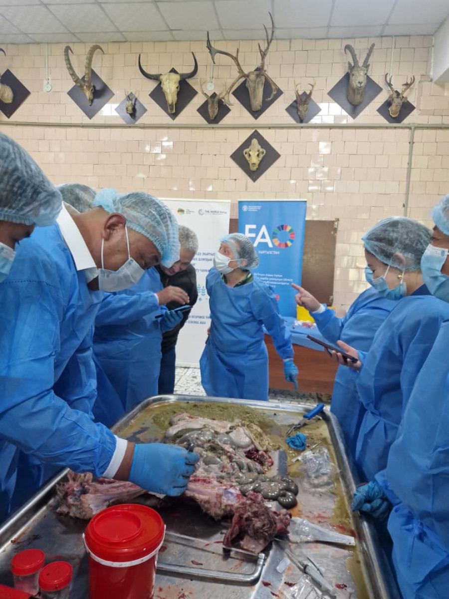 Студент кафедры ветеринарной медицины АТИ принял участие в международном семинаре